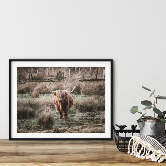 Highland coo signed and mounted print