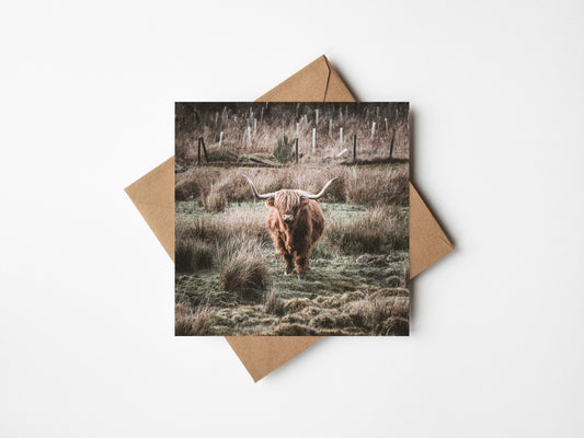 Highland Coo Greeting card