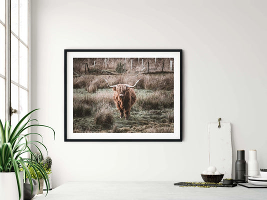 Highland coo signed and mounted print Kunal Tewari Photography