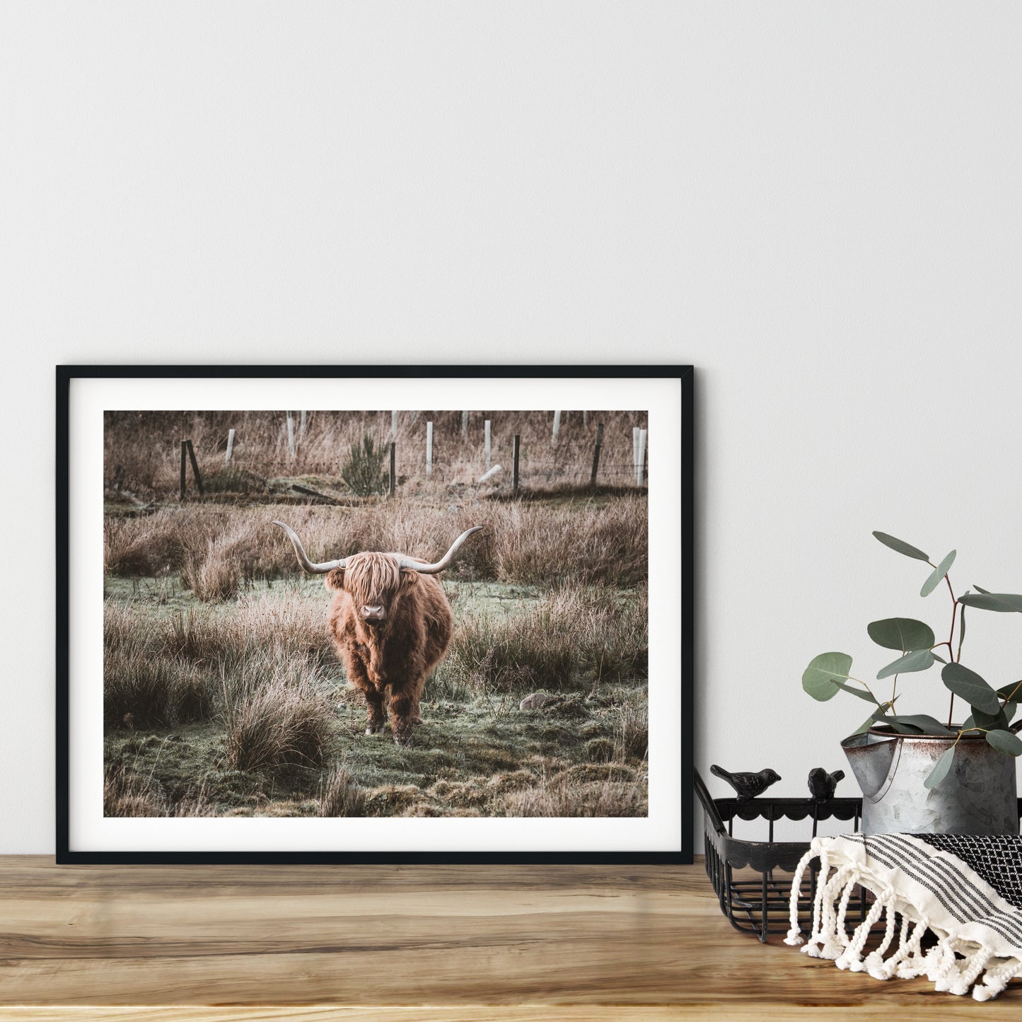 Highland coo signed and mounted print