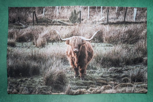 Highland Coo-Scotland Collection Kunal Tewari Photography