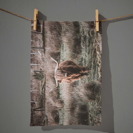 Highland Coo-Scotland Collection Kunal Tewari Photography