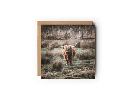 Highland Coo Greeting card 150x150mm Kunal Tewari Photography