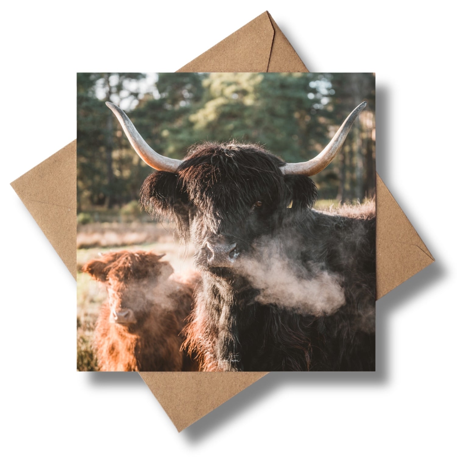 Mother Coo Greeting card - Kunal Tewari Photography
